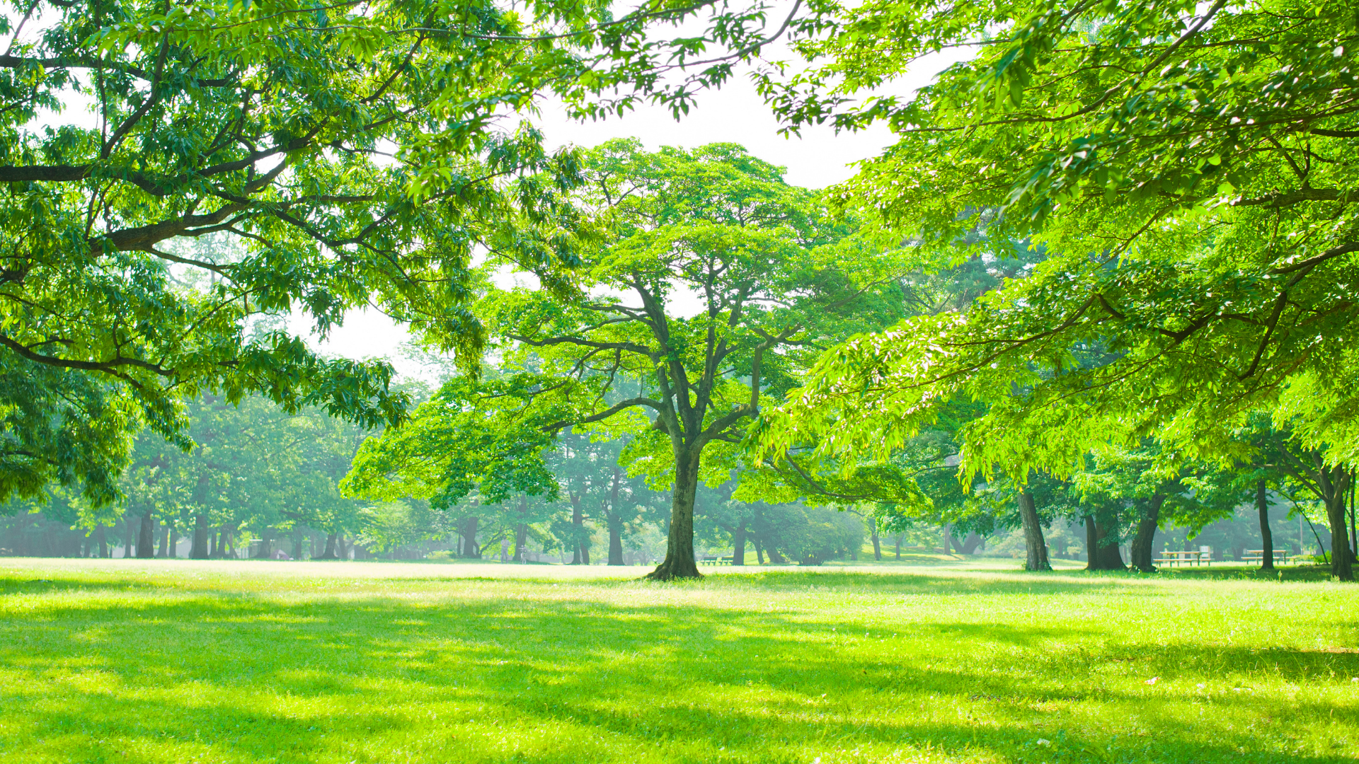 Green trees перевод. Green trees перевод