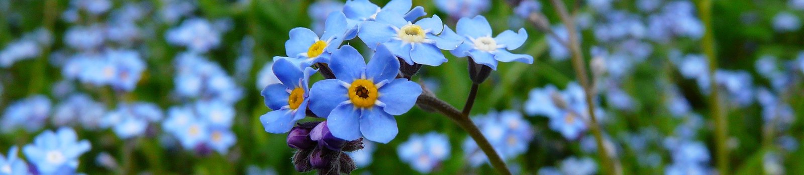 Forget me nots.jpg