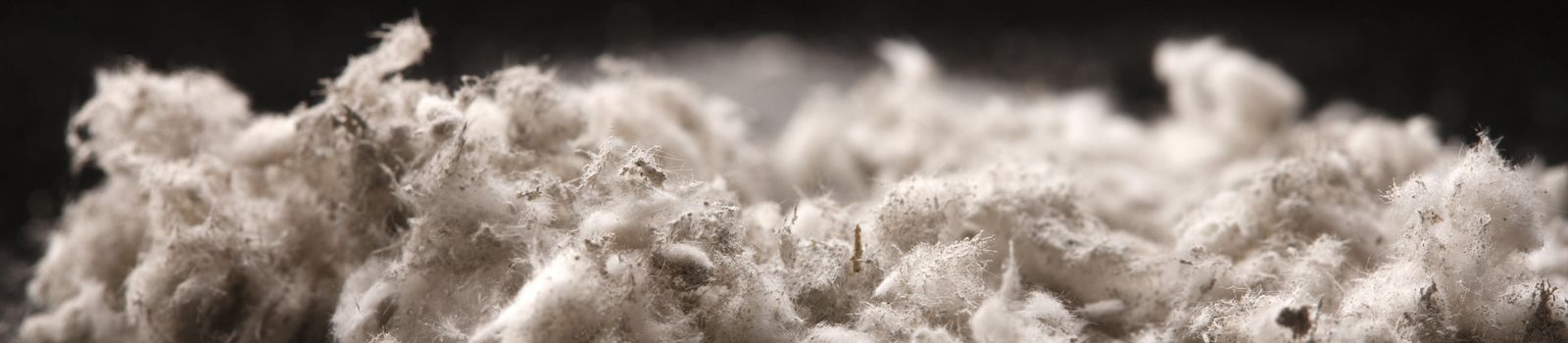 Asbestos fibres.jpg